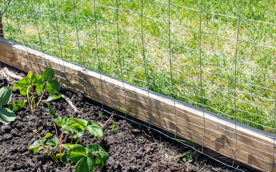 Temporary garden fencing made from wire to protect vegetable garden.