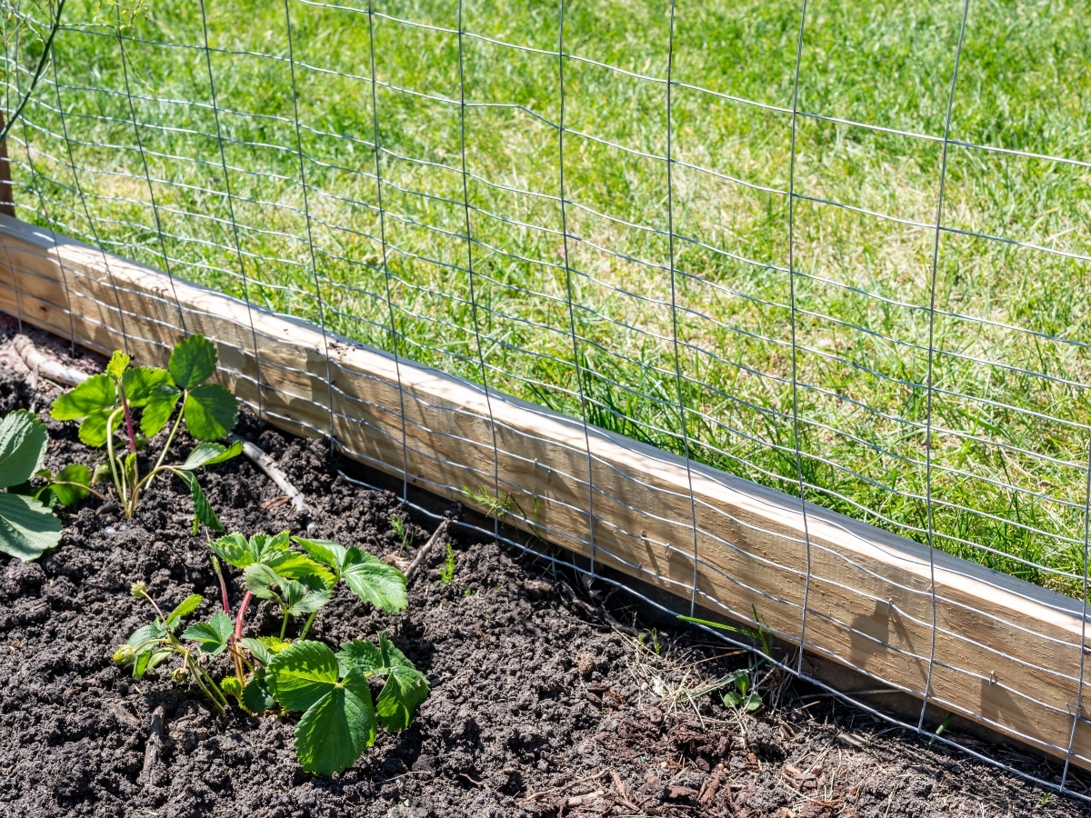 Temporary garden fencing made from wire to protect vegetable garden.