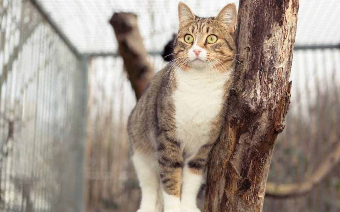 A curious cat perched within a well-constructed outdoor pet fencing system, surrounded by a wire mesh that provides safety without obstructing the view, perfect for keeping pets within the bounds of your property.