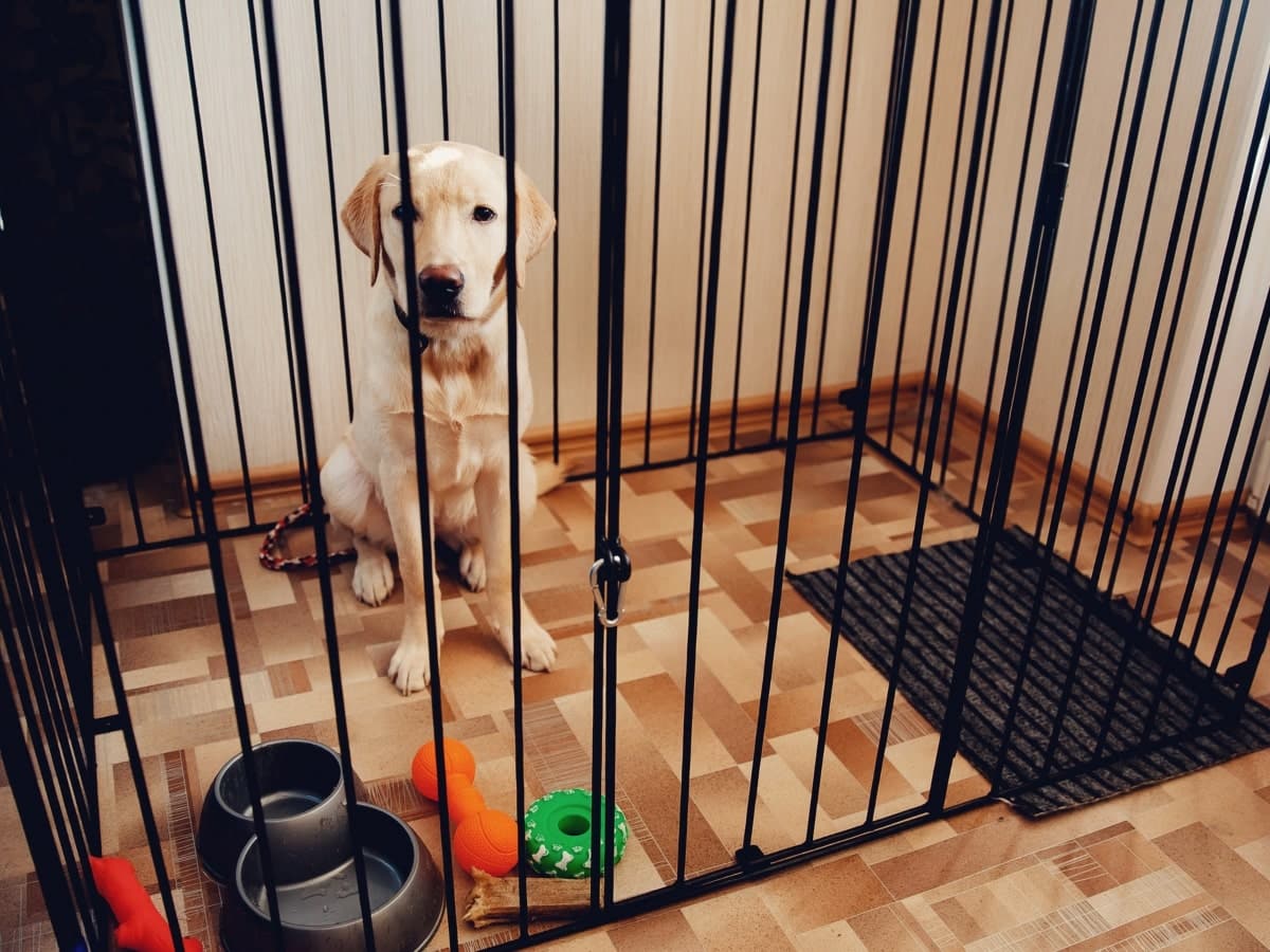 The image depicts a spacious and portable pet enclosure for indoor use, featuring a relaxed dog surrounded by its toys and water bowl.