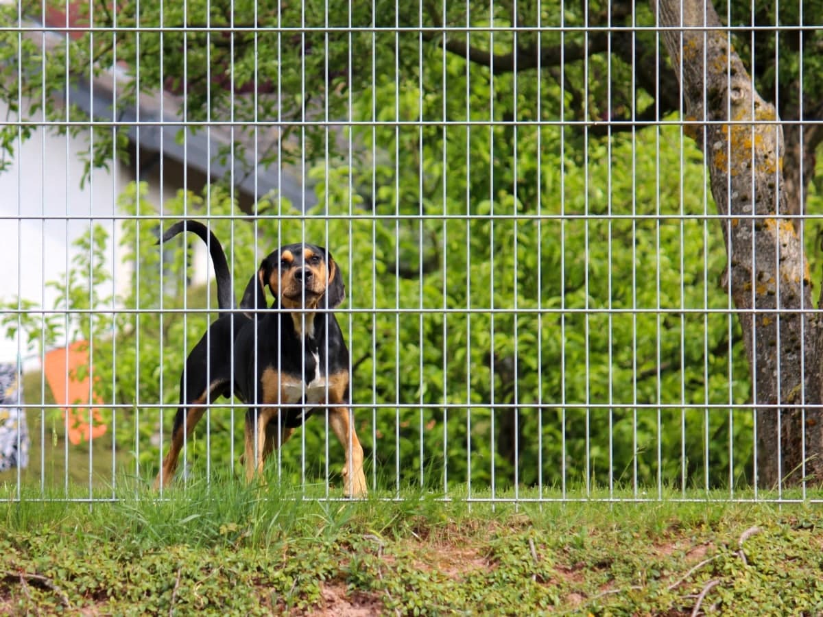 This image features a sturdy metal fence providing a secure outdoor area for a dog.