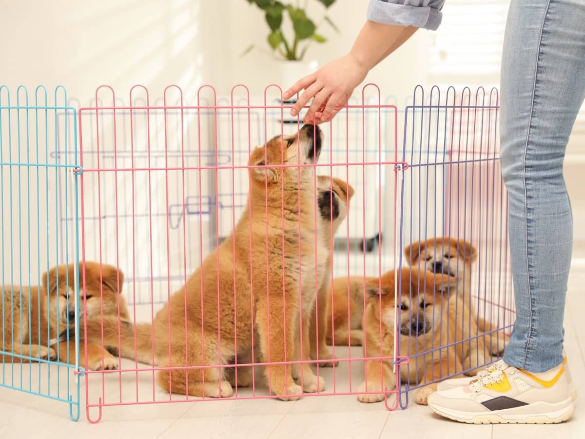 This image captures a group of puppies in a multi-colored playpen, demonstrating a fun and safe pet fencing option for keeping playful pets contained.