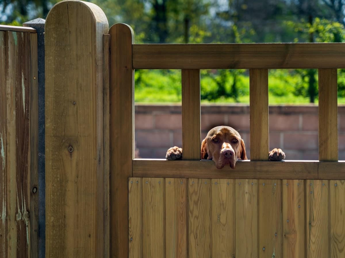 This image features a friendly dog resting its paws and head over a wooden fence.