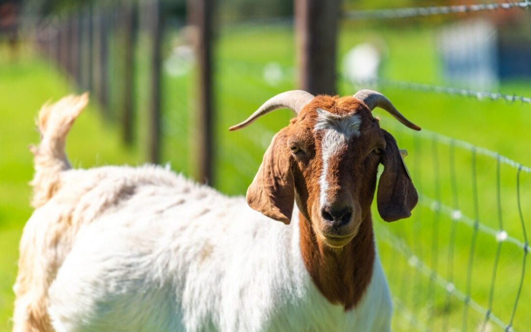 A well-constructed rural fence bordering a pasture where goats roam freely, highlighting the essential role of rural fencing in livestock management.