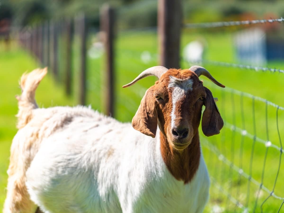 A well-constructed rural fence bordering a pasture where goats roam freely, highlighting the essential role of rural fencing in livestock management.