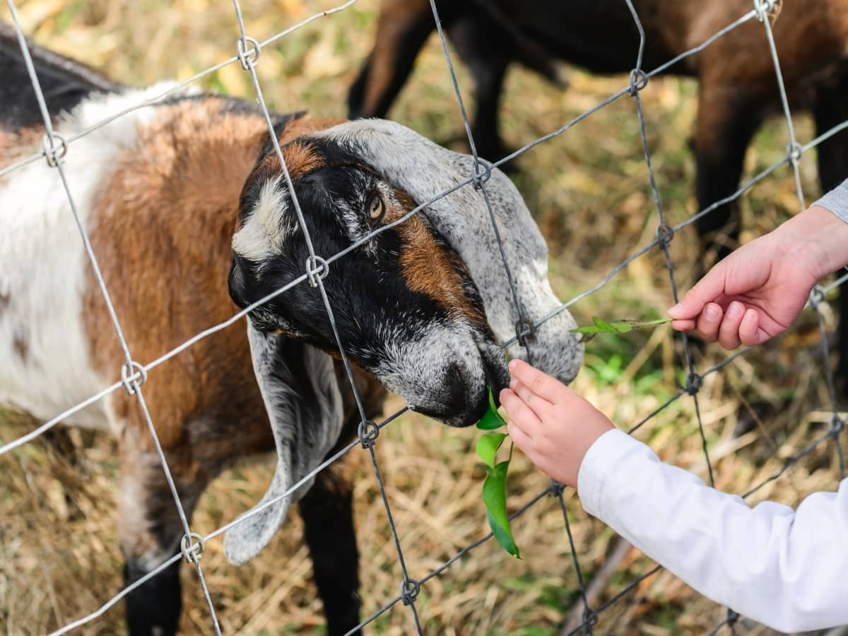A close-up of rural wire fencing with a robust design, showcasing its strength as a goat nibbles on leaves offered through the fence, demonstrating its effectiveness for keeping livestock secure.