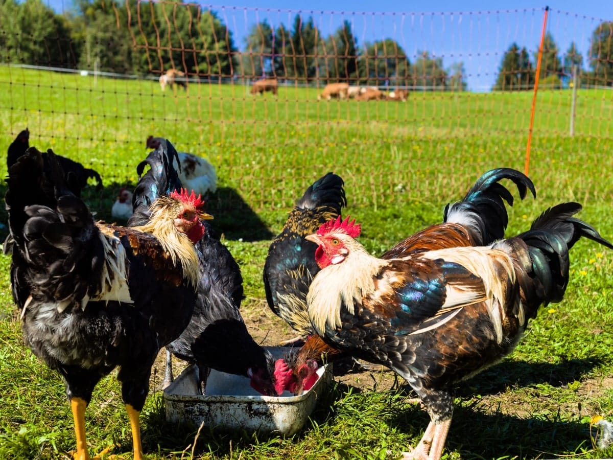 Temporary fencing, easily recognisable by its lightweight construction and movable posts, secures a group of chickens in a rural environment, illustrating a practical short-term containment method.