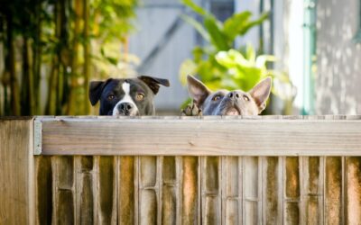 What is the Best Type of Portable Dog Fence?